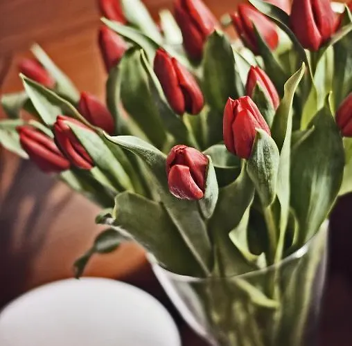 U Hradu Mladá Boleslav